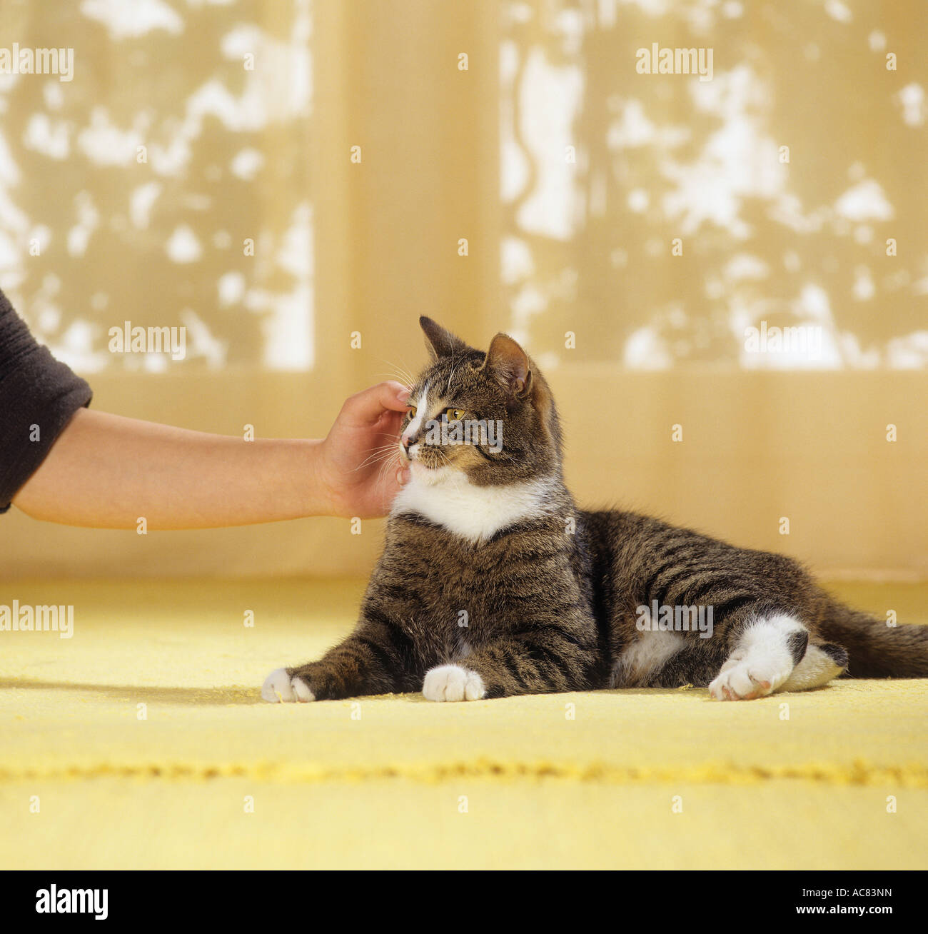 domestic cat gets stroked Stock Photo