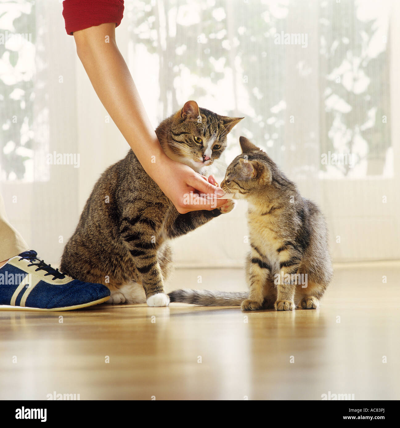 domestic cat watching Stock Photo Biology Diagrams