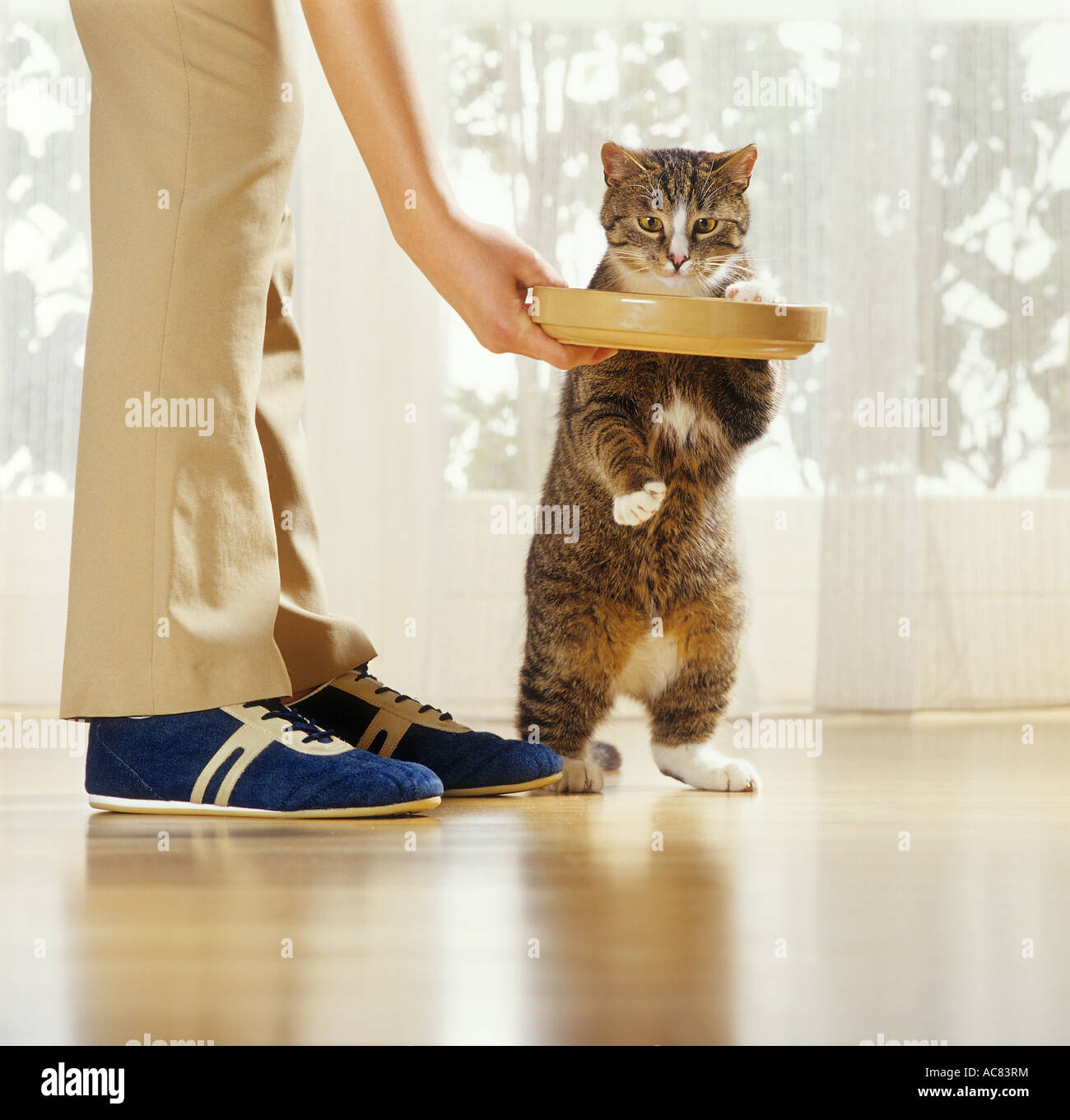 domestic cat getting food Stock Photo Biology Diagrams