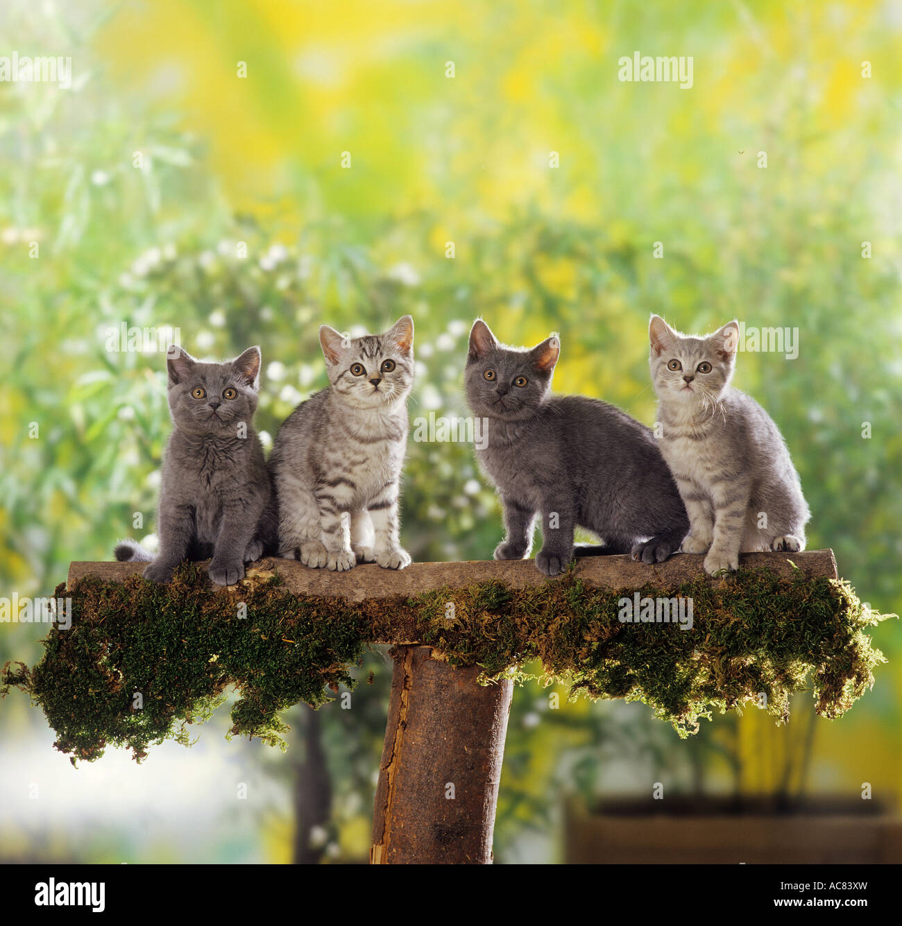 Four British Shorthair Kittens On Tree Trunk Stock Photo
