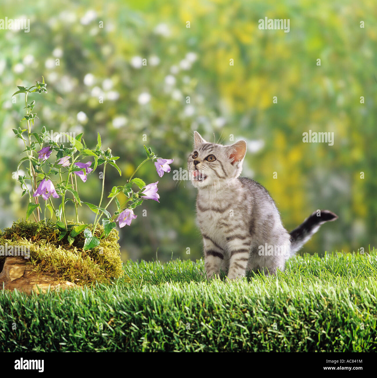 British Shorthair kitten - next to bluebell Stock Photo