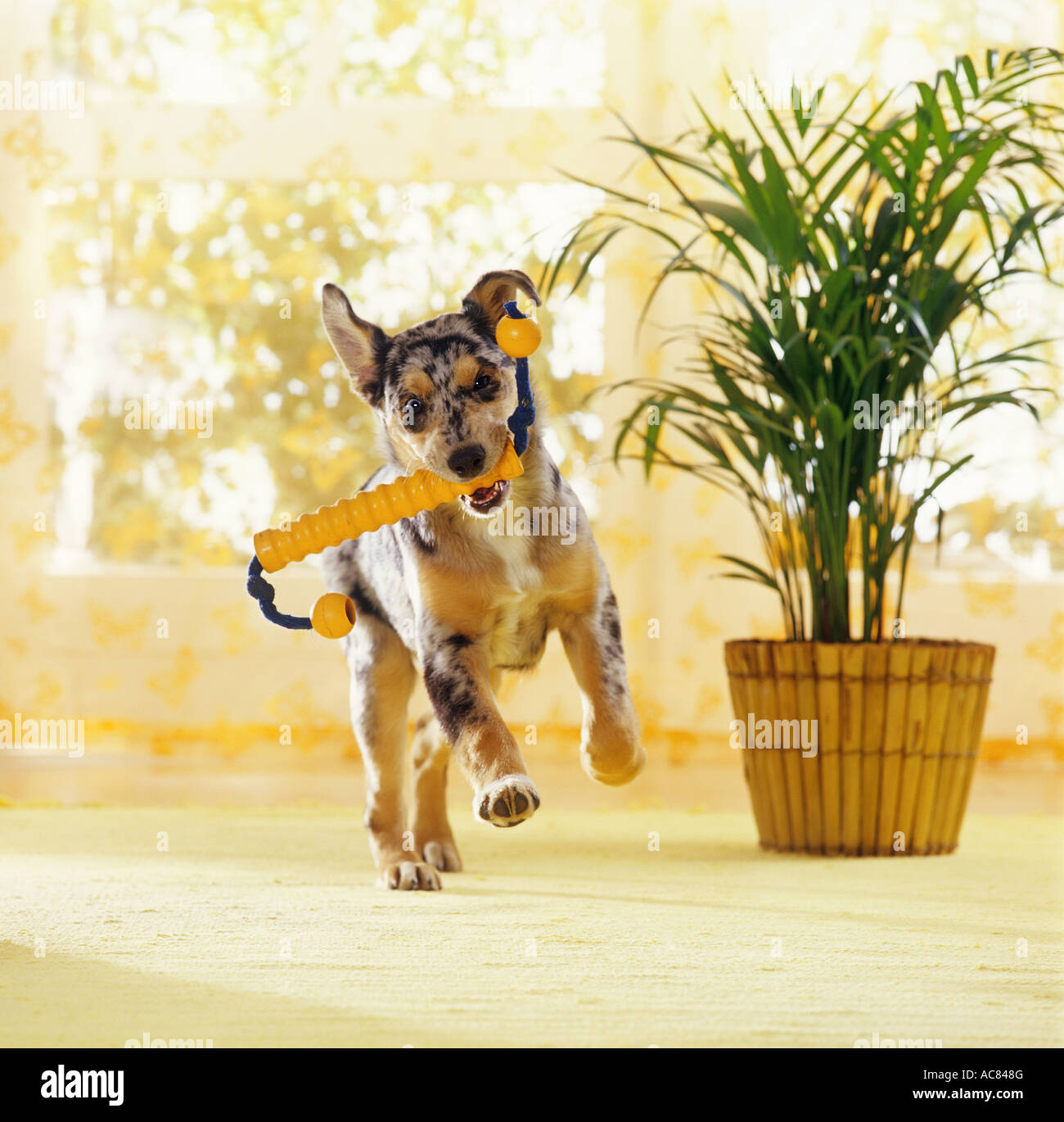 half breed dog retrieving toy Stock Photo Alamy