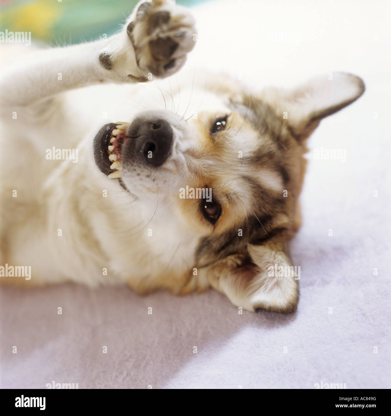 behaviour : half breed dog - wants to play - not aggressive Stock Photo -  Alamy