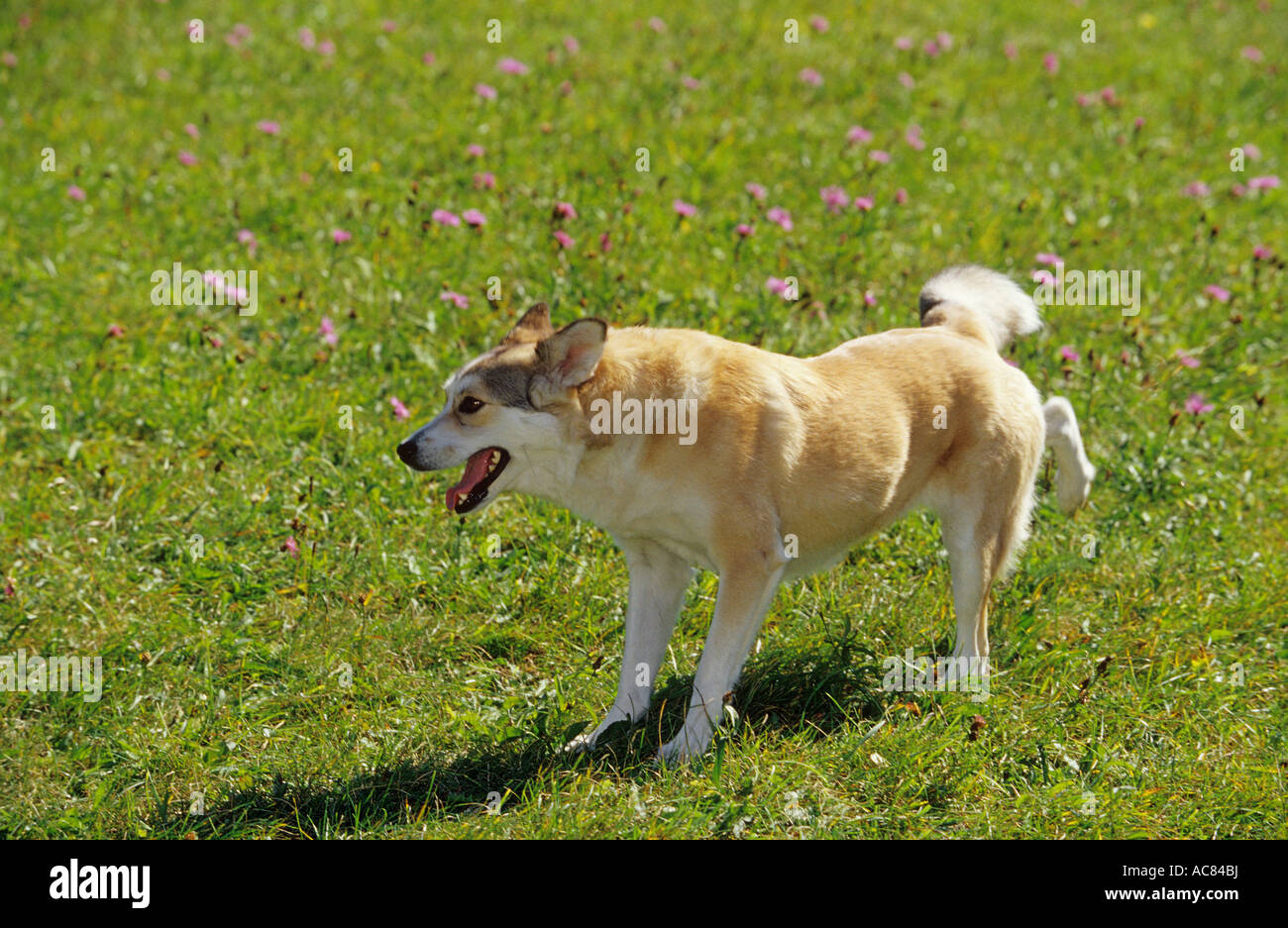 behaviour half breed dog scentmark digging Stock Photo Alamy