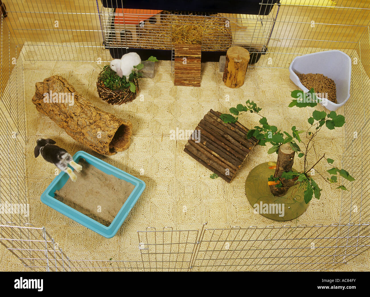 Domestic rabbit. A large enclosure with lots of entertainment options