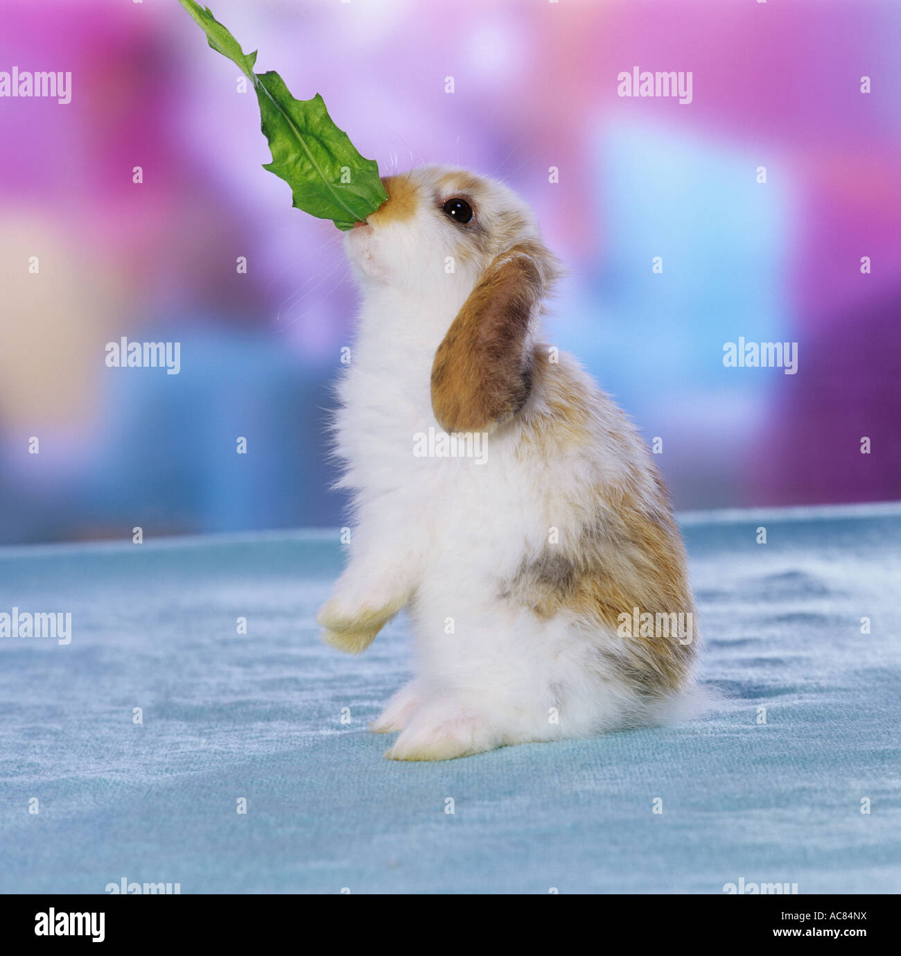 pygmy rabbit - munching dandelion Stock Photo