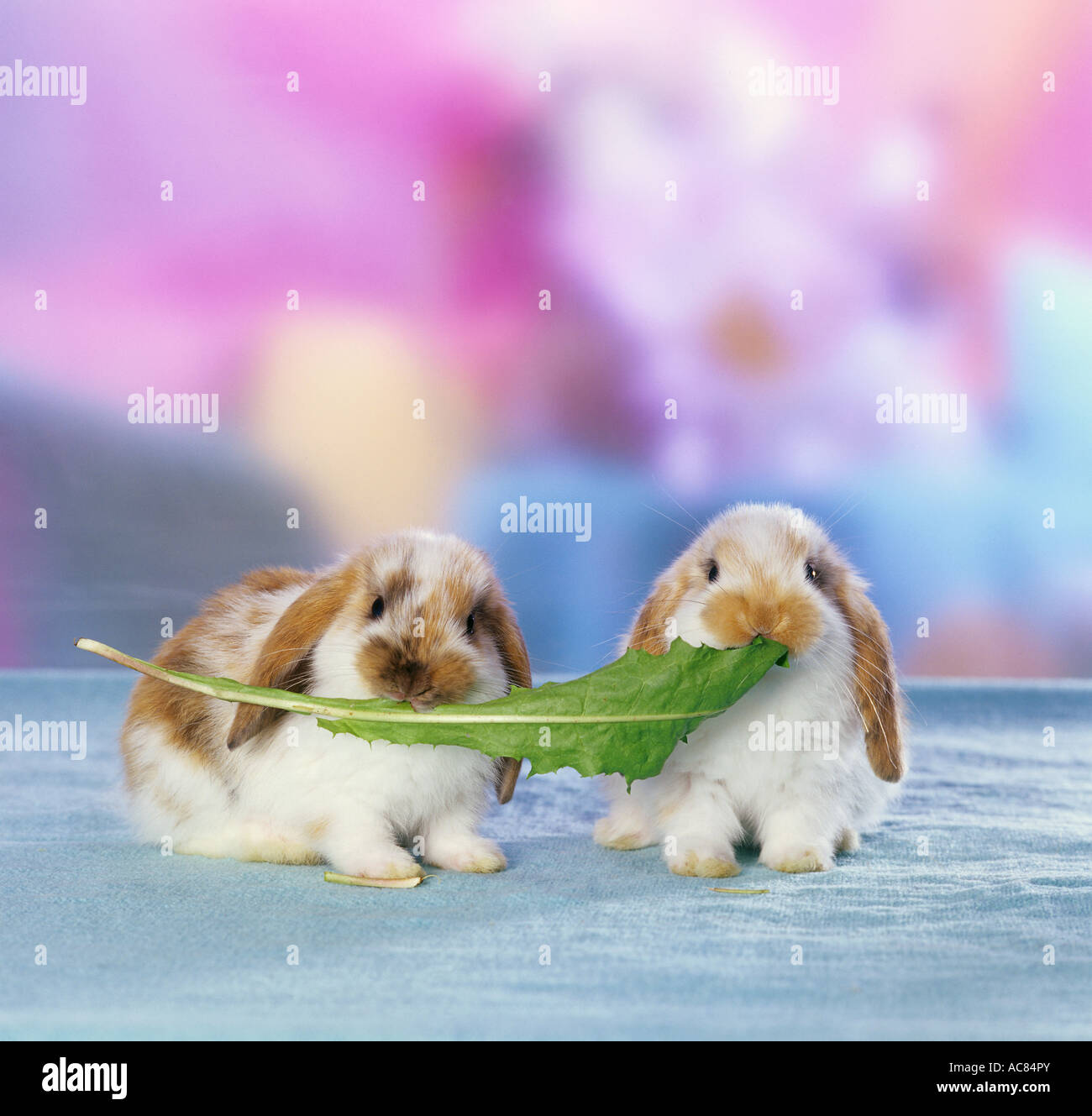 Dwarf Rabbit. Two rabbits eating one dandelion leaf Stock Photo