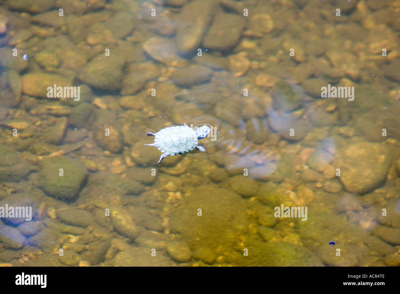 Baby turtle,amphibian animal baby day disco volante float fragile