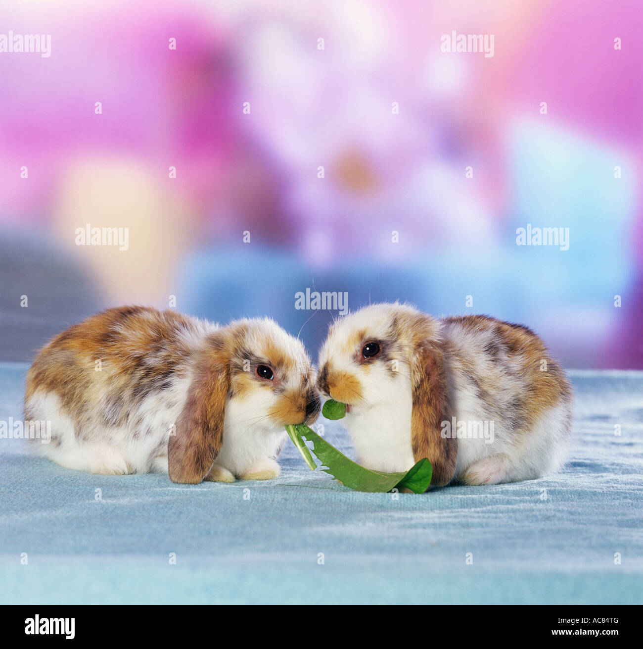 Dwarf Rabbit. Two rabbits eating dandelion leaves Stock Photo Alamy