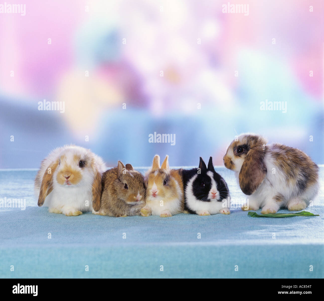 3 young pygmy rabbits and 2 young lop-eared dwarf rabbits Stock Photo