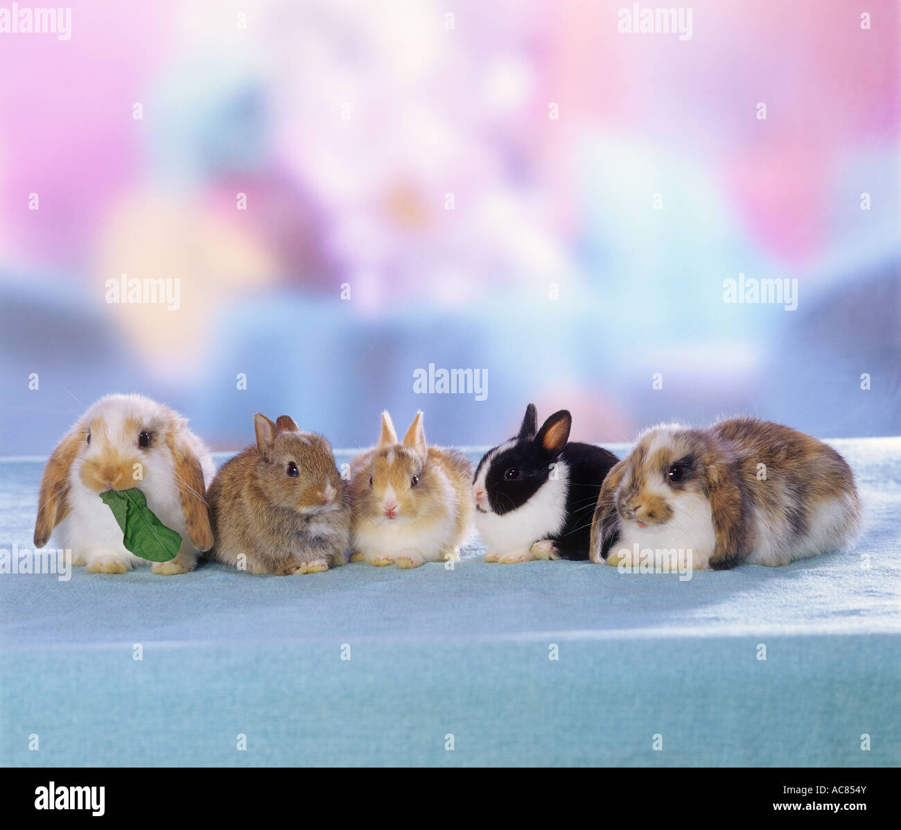 3 young pygmy rabbits and 2 young lop-eared dwarf rabbits Stock Photo