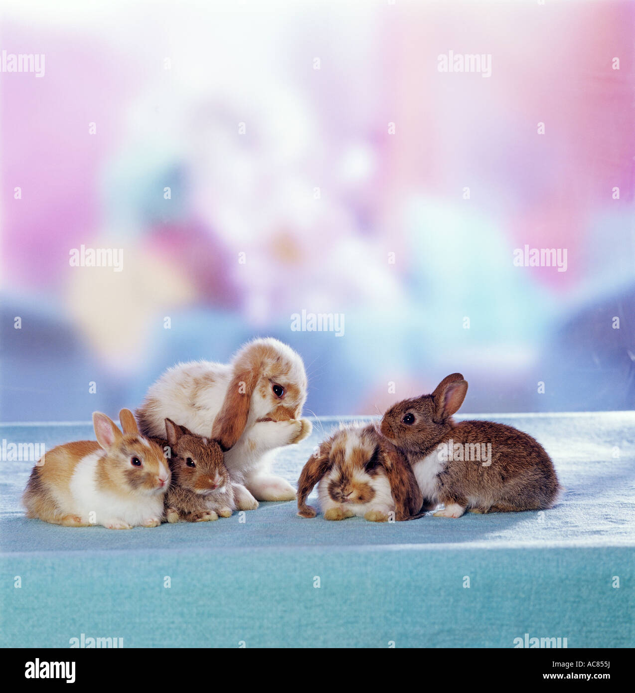 five young pygmy rabbits Stock Photo