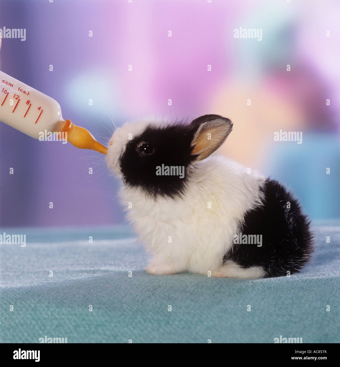young dwarf rabbit (3 weeks) - getting food with the bottle Stock Photo