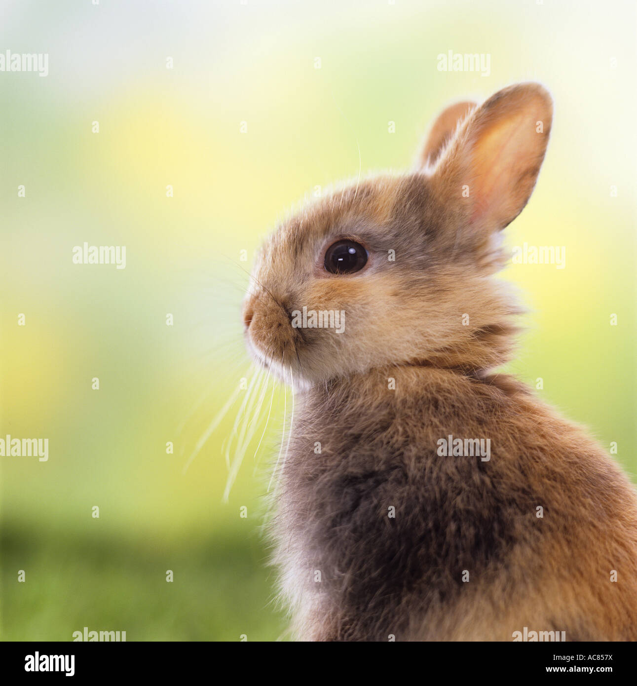 Domestic rabbit. Young dwarf rabbit, portrait Stock Photo