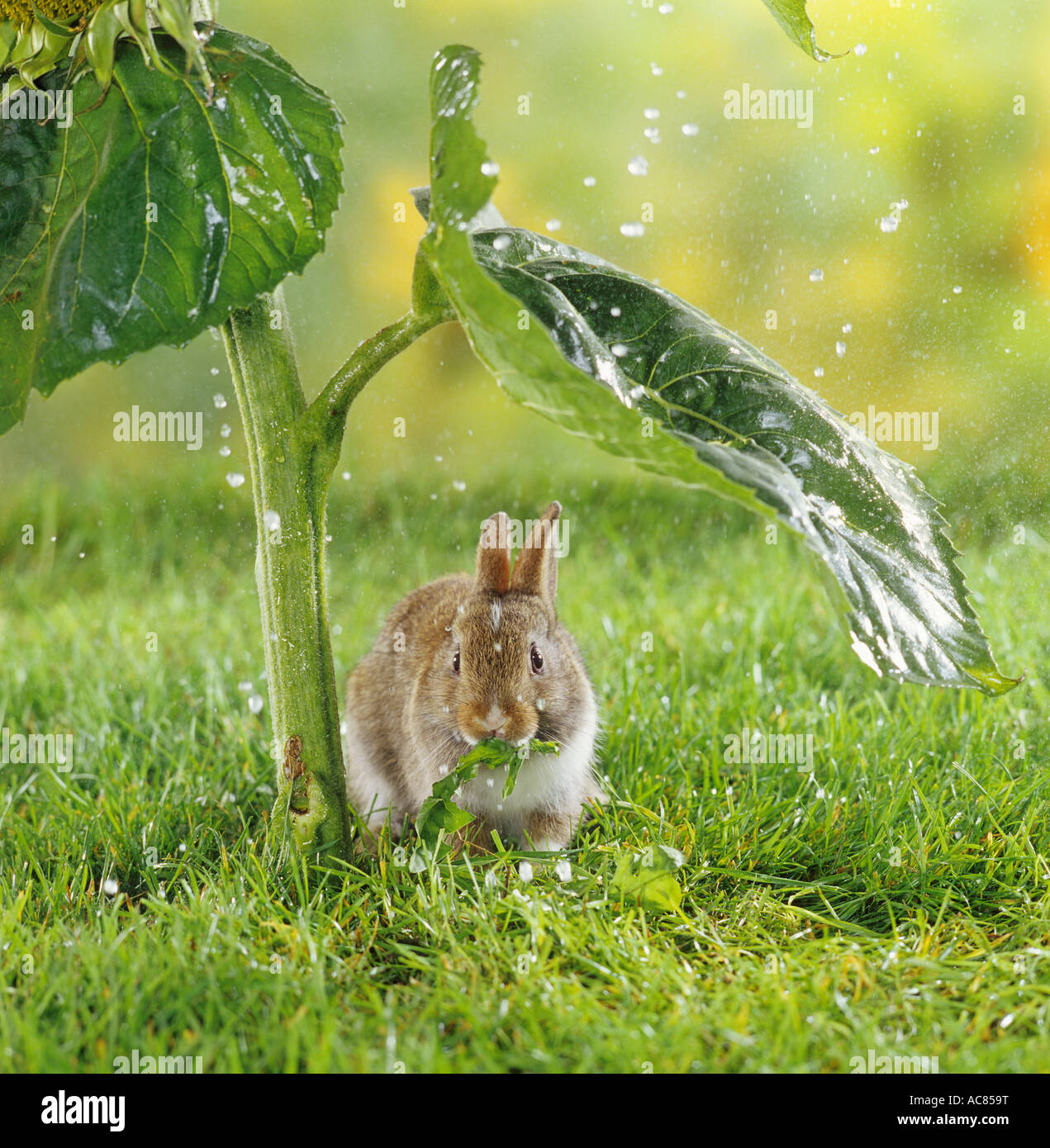 young pygmy rabbit - under sunflower - in the rain Stock Photo