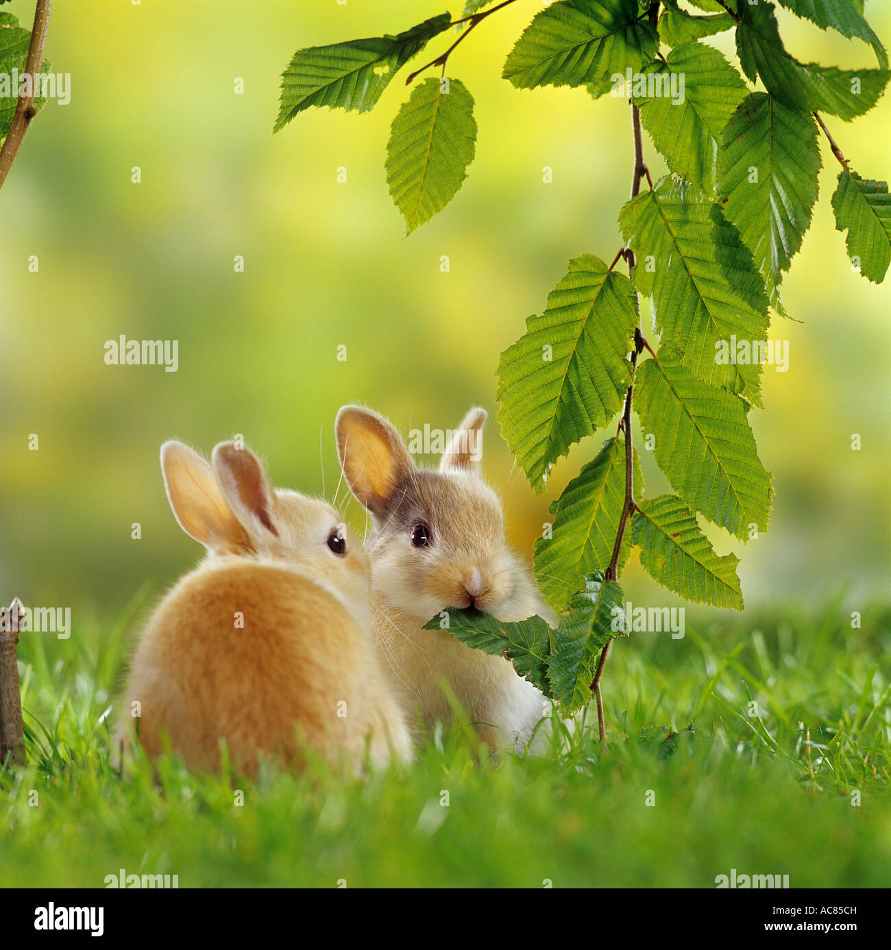 two pygmy rabbits munching beech leaves Stock Photo Alamy