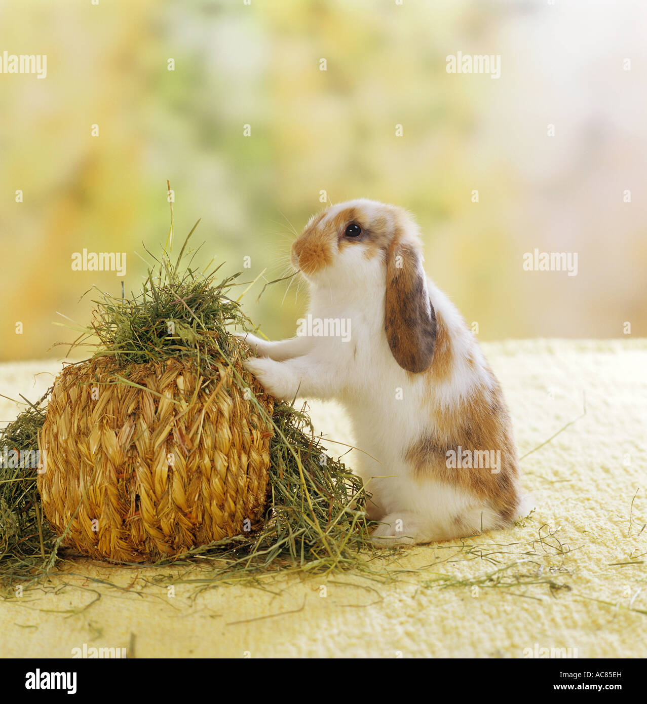 pygmy rabbit - at hayball Stock Photo - Alamy