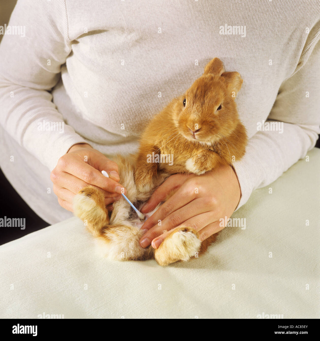 pygmy rabbit care cleaning of perineal glands Stock Photo Alamy
