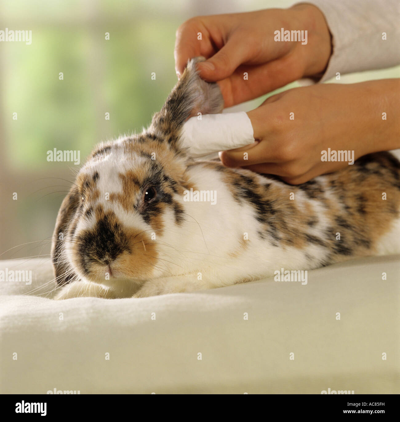 pygmy rabbit care cleaning ears Stock Photo Alamy