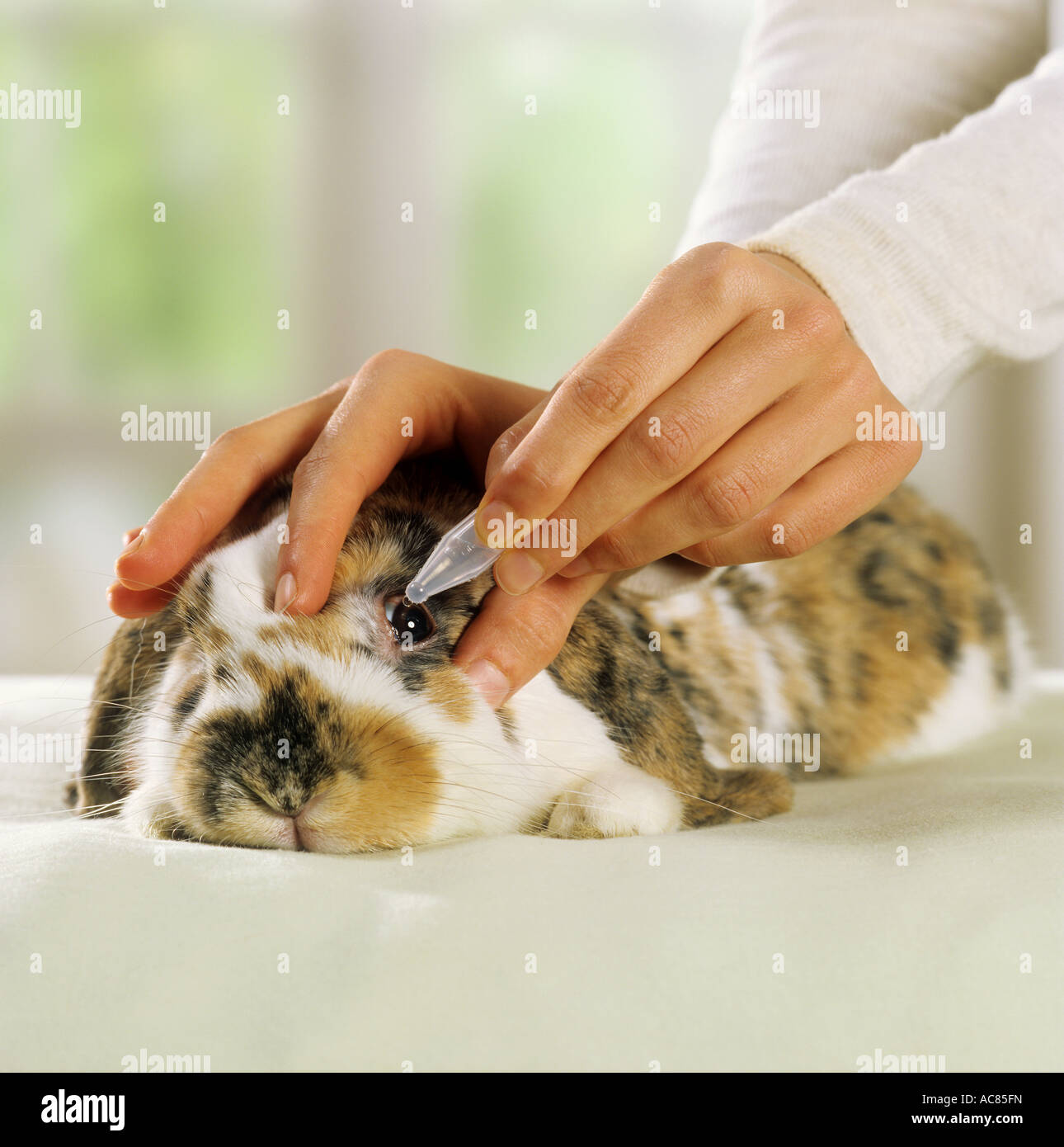 pygmy rabbit care eye drops Stock Photo Alamy