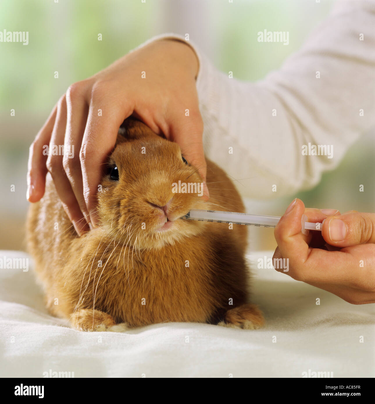 pygmy rabbit giving medicine with shot Stock Photo Alamy