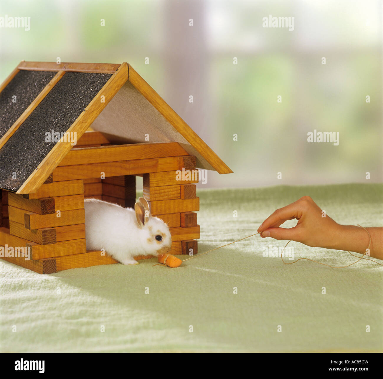 dwarf rabbit in house with carrot Stock Photo Alamy