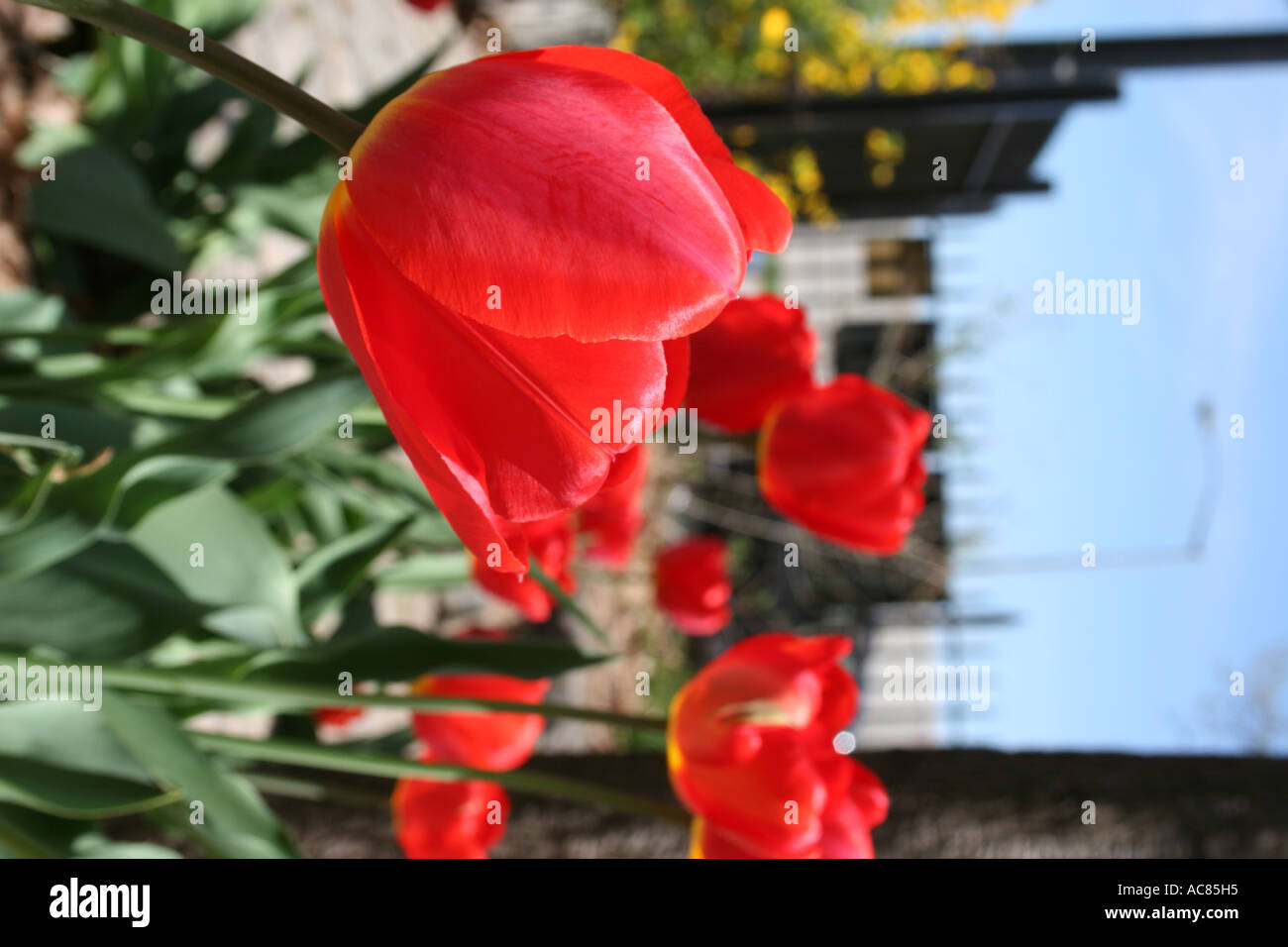 Close up of red tulips,abstract art background beige blur conceptual cream gradient  full color america american white photo Stock Photo