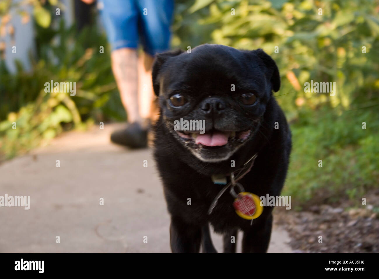 Pug taking a walk with owner, animal black boy collar cute dog domestic focus foreground funny fur furry girl grass green happy Stock Photo
