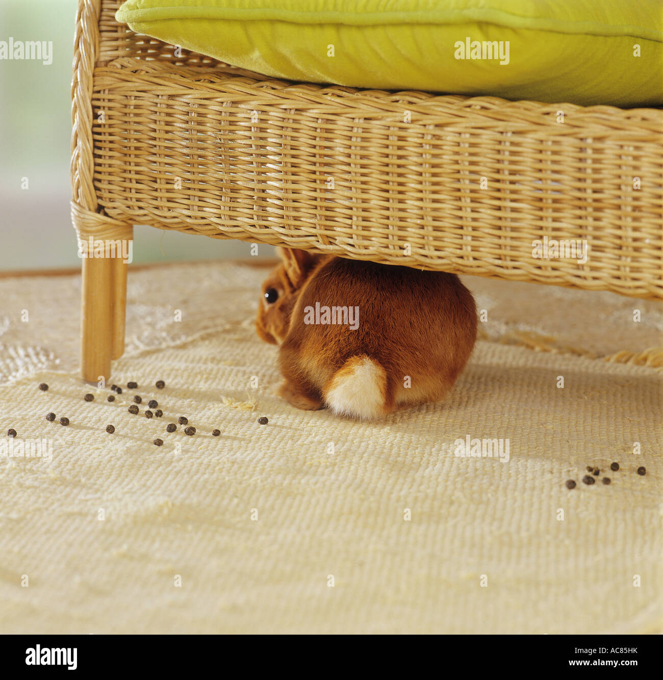 Bad Rabbit High Resolution Stock Photography and Images Alamy