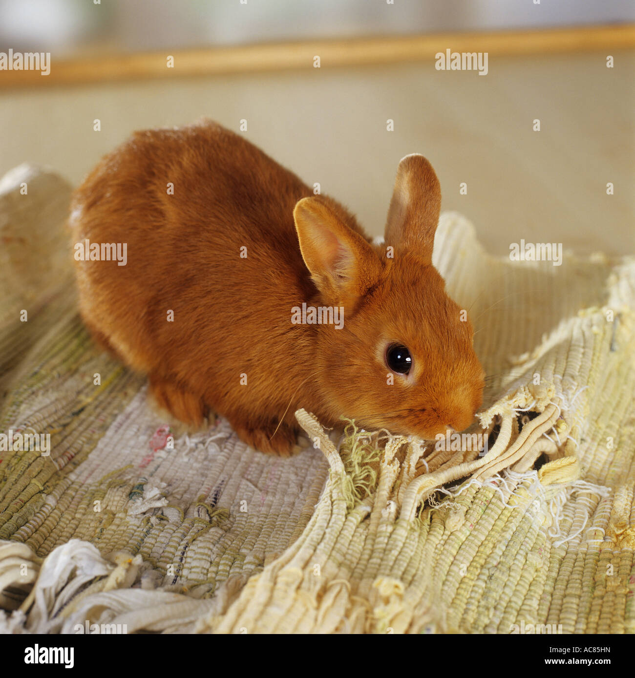 bad habit pygmy rabbit gnawing away carpet Stock Photo Alamy