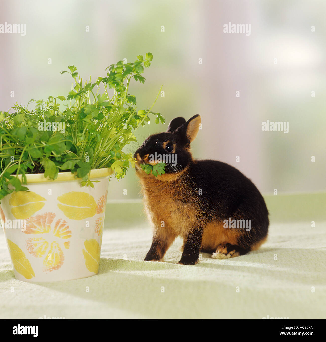 pygmy rabbit - at parsley Stock Photo