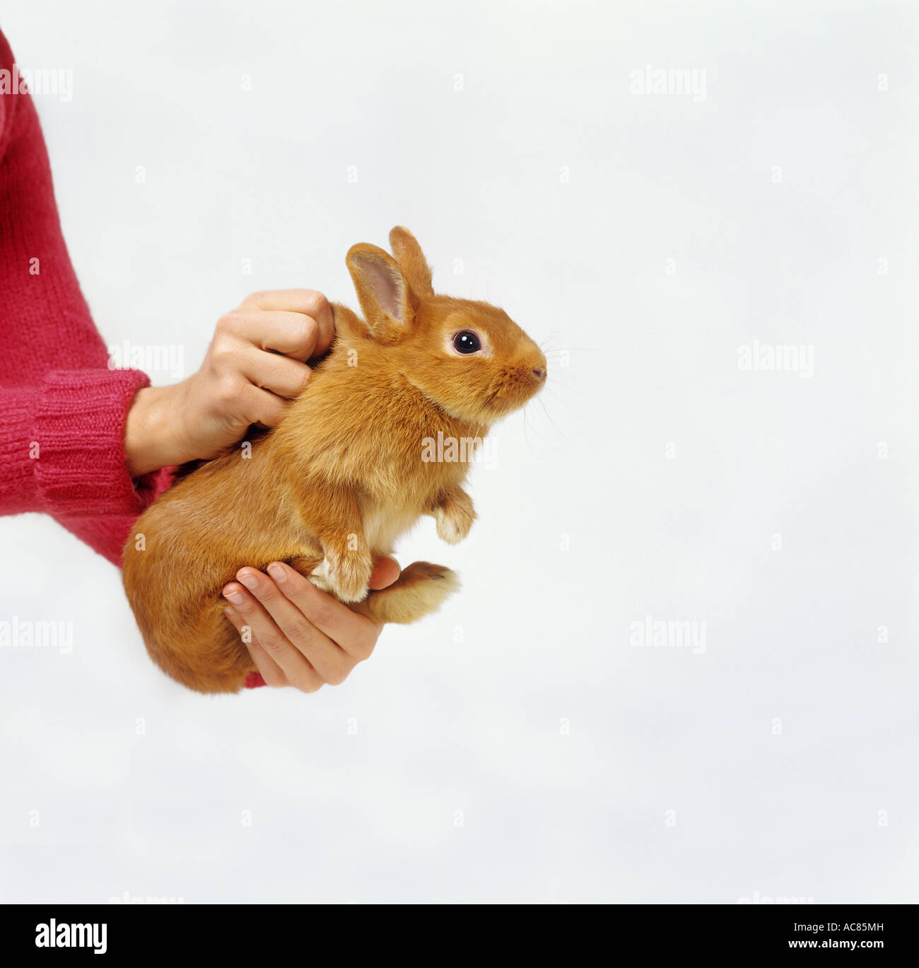 right holding lifting of a rabbit : holding the back of the neck Stock ...