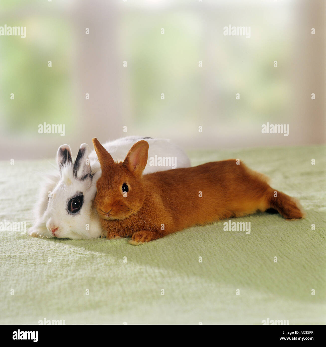 behaviour : two pygmy rabbits - cuddling Stock Photo