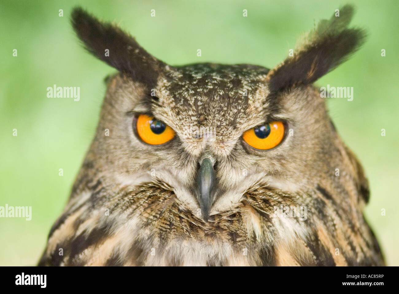 Owl's Eyes intense stare Stock Photo Alamy