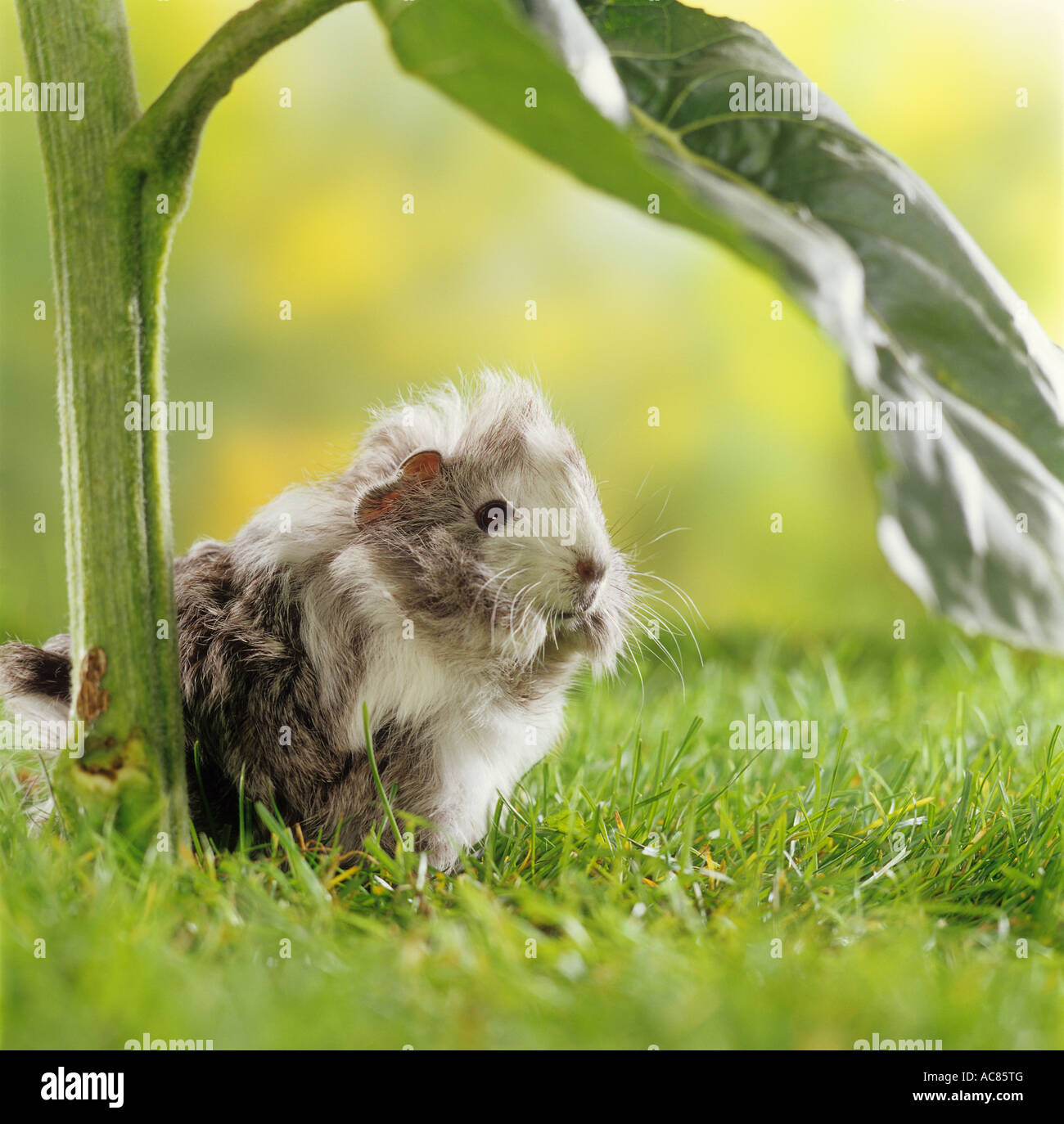 Gallery Detail: Young Texel Guinea Pig Under Leaf Of A Sunflower Stock