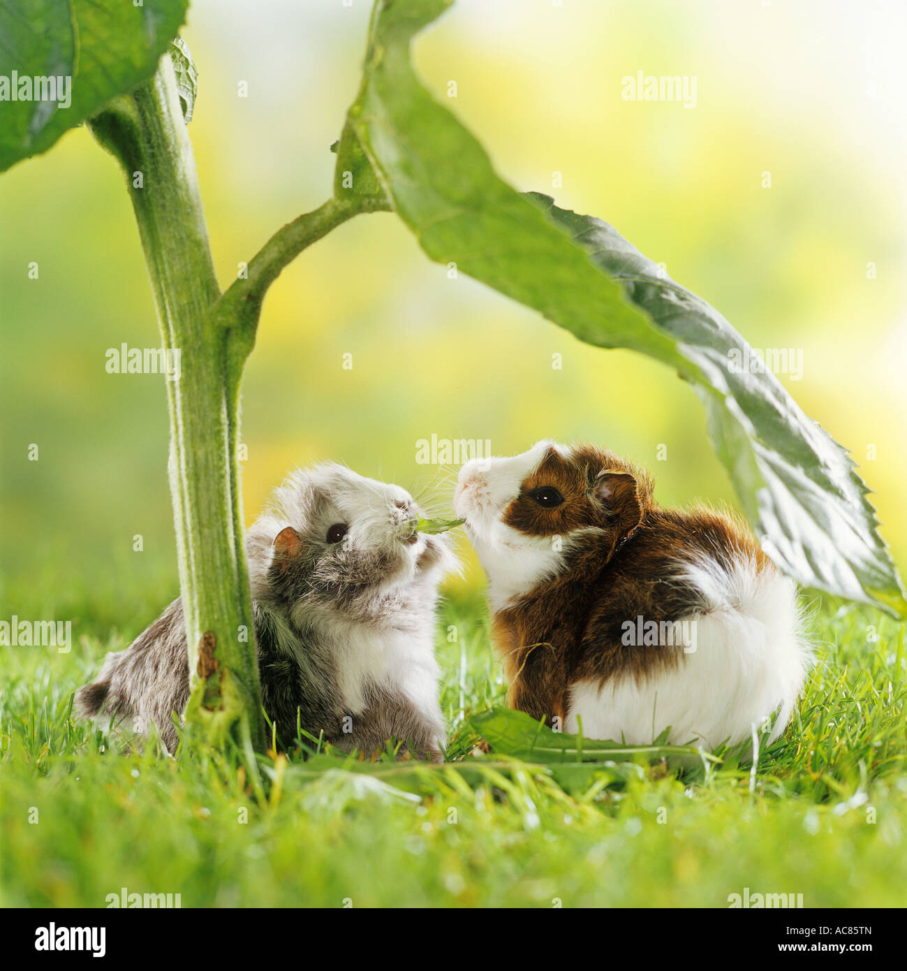 two young guinea pigs (Rosette and Texel) under leaf of a sunflower