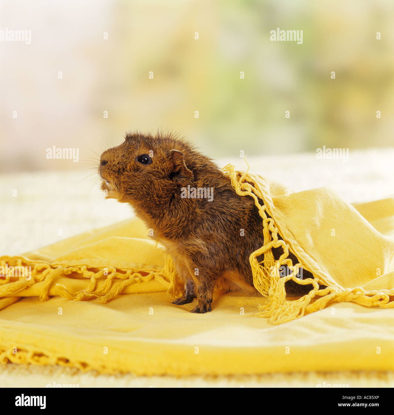 Why Do Guinea Pigs Hide Under Blankets at Joseph Poole blog