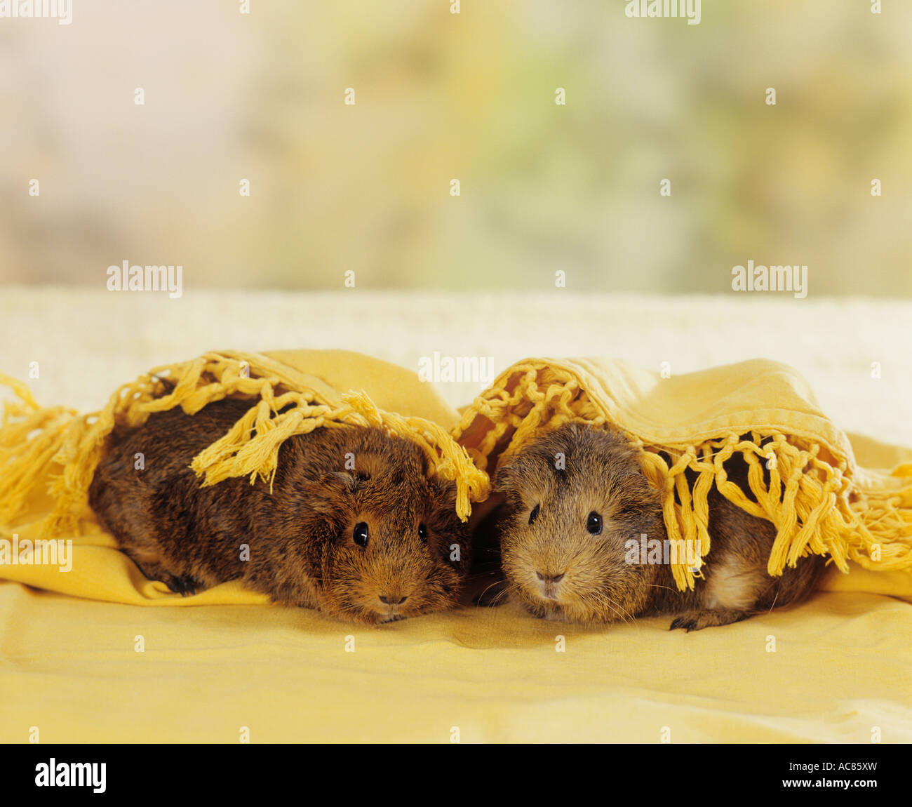 Abyssinian guinea pigs hires stock photography and images Alamy