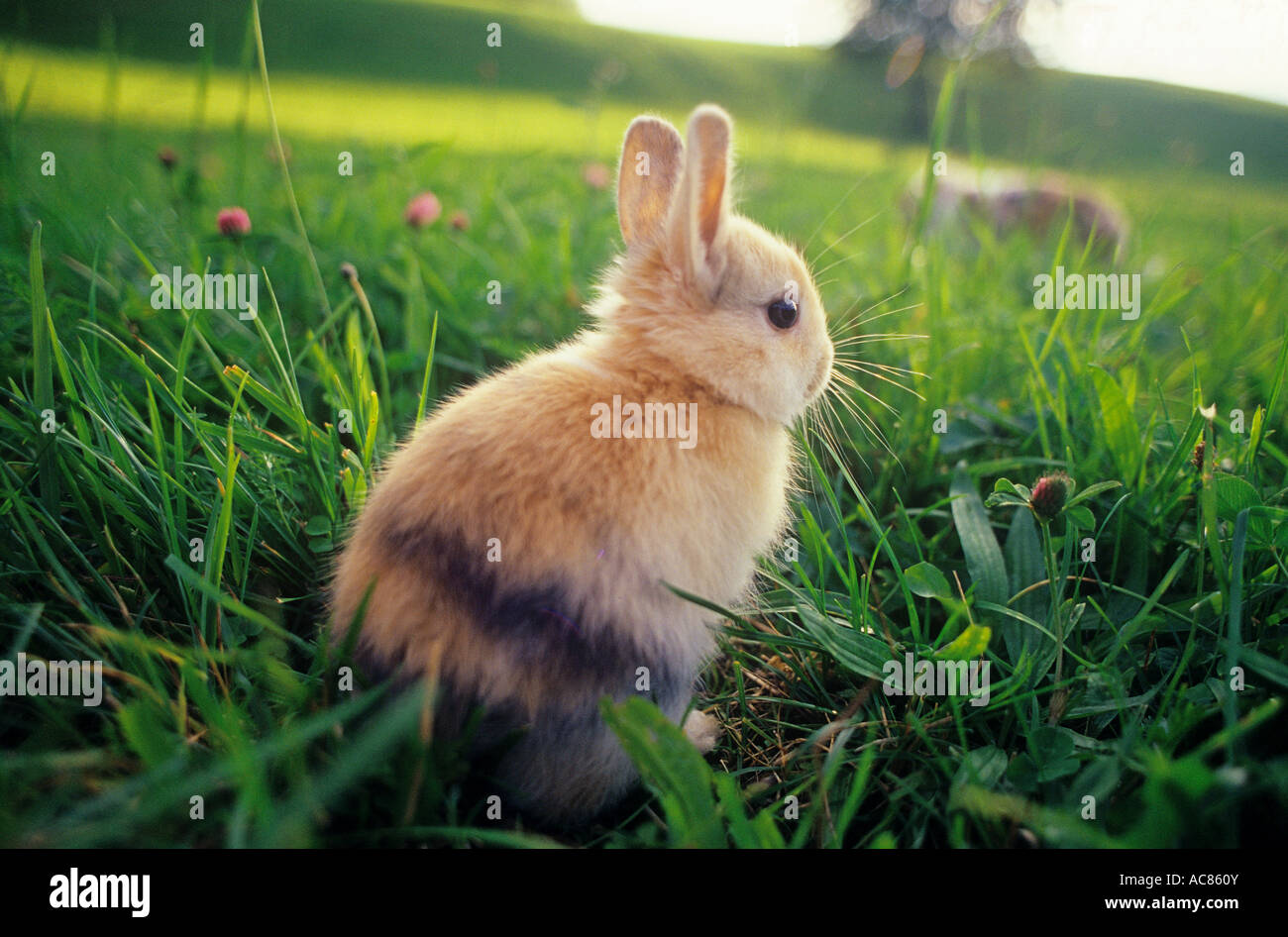 young pygmy rabbit - sitting on meadow Stock Photo