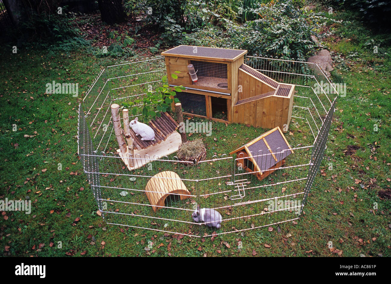 Domestic rabbits in outdoor enclosure in a garden Stock Photo Alamy