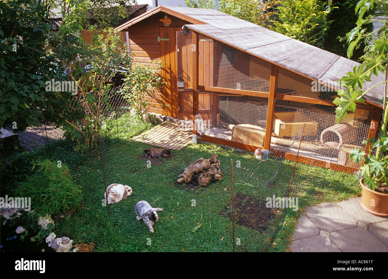 rabbits in outdoor enclosure Stock Photo - Alamy