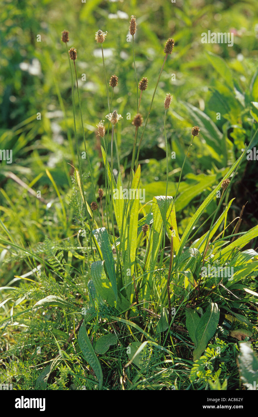 Plantain 2025 for rabbits