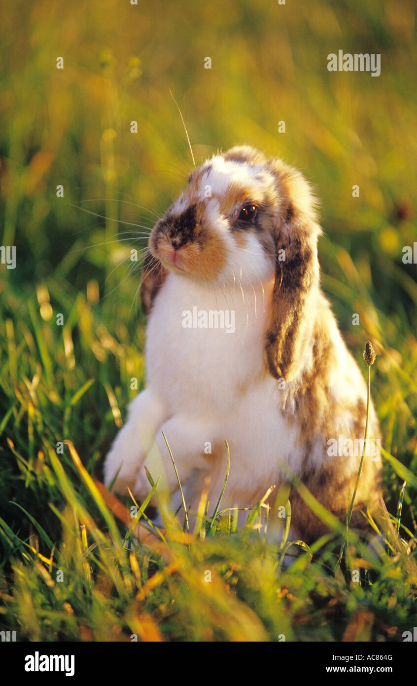 dwarf rabbit on meadow - begging Stock Photo - Alamy