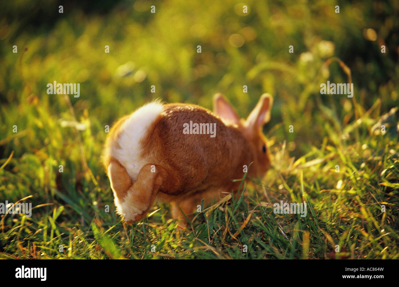 Rabbit running away