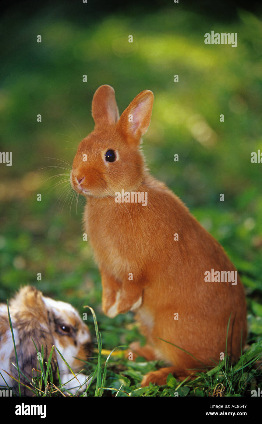 red dwarf rabbit - begging Stock Photo - Alamy
