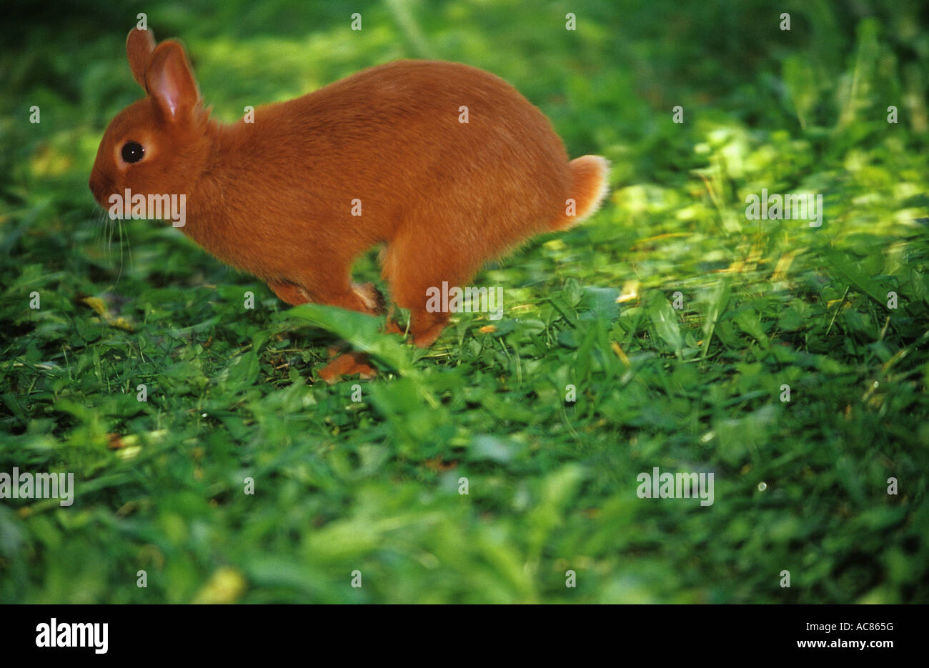 red dwarf rabbit - running Stock Photo