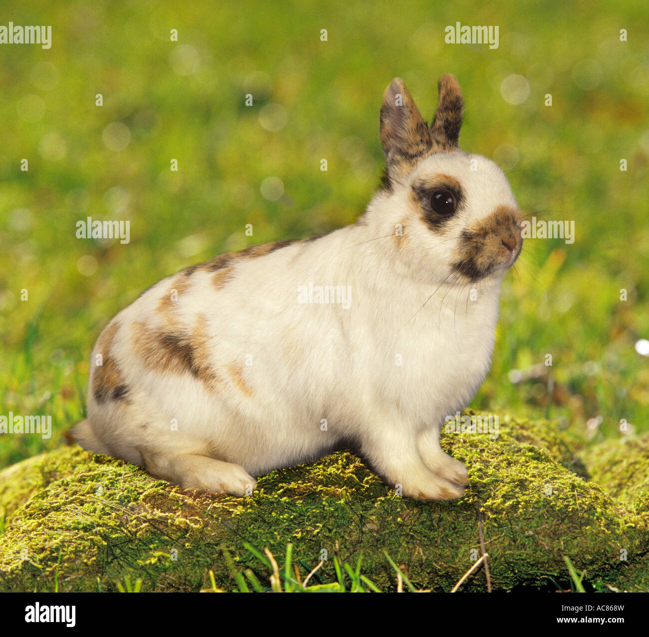 dwarf rabbit - sitting on moss Stock Photo