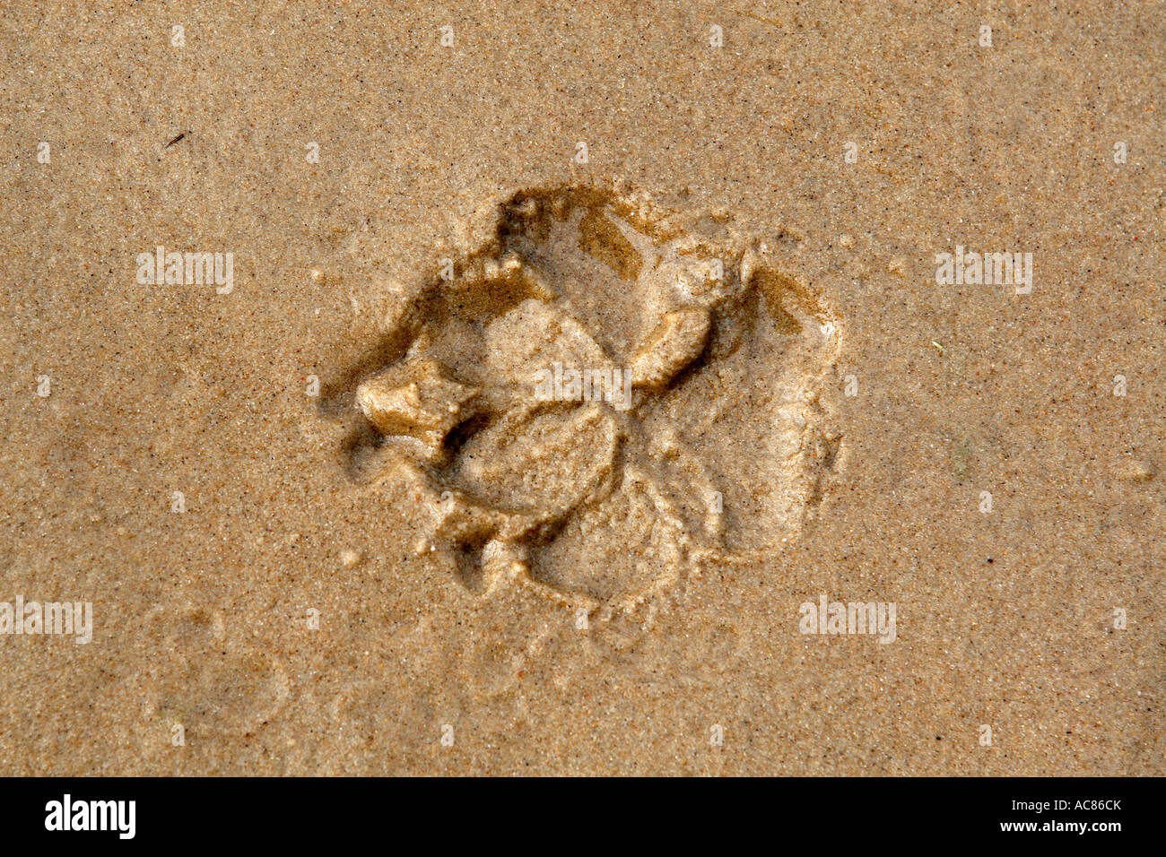 imprint of a dog's paw in the sand Stock Photo