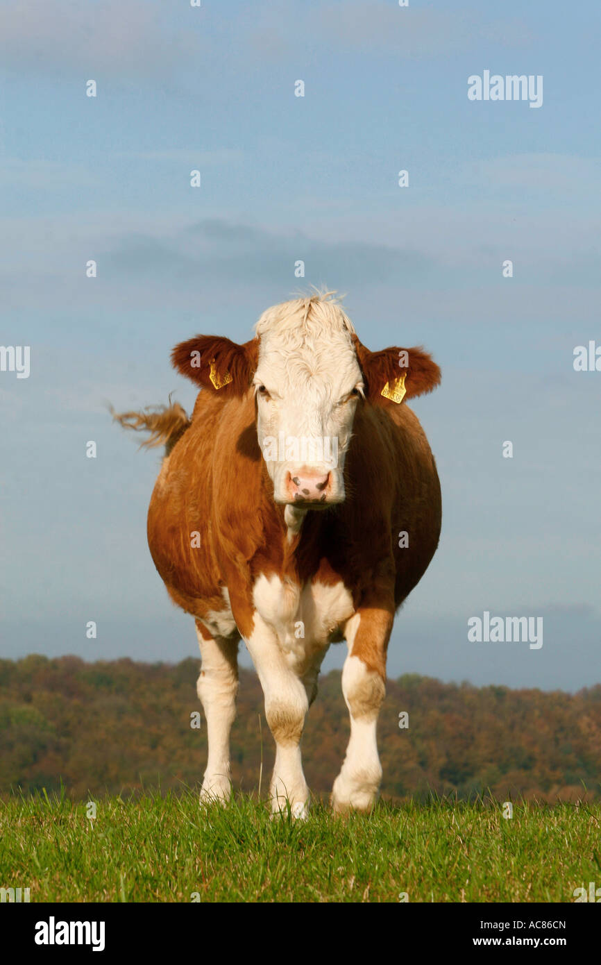 cow standing on meadow Stock Photo - Alamy