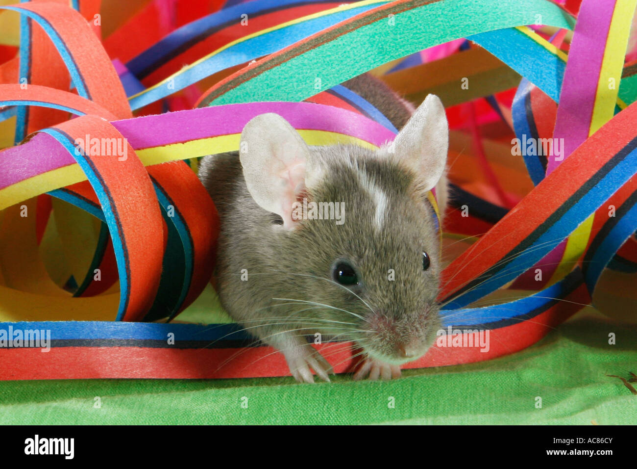 mouse in between paper streamers Stock Photo Alamy